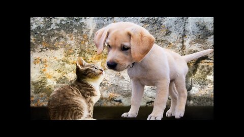 AWW! Cuttest Animal Videos Compilation Cute Moment Of The Animals