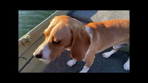 Beagle pup update