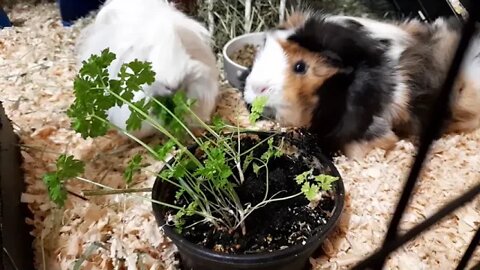 Snowflake, Saskia and Sugar demolish a pot of fresh home-grown parsley.