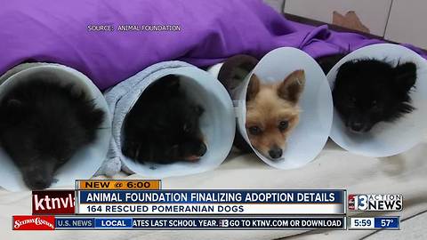 Pomeranians continue with grooming and medical care before adoption