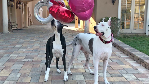 Energetic Great Danes Get Playful With A Pile Of Balloons