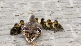 Family of ducks causes chaos on a Russian road
