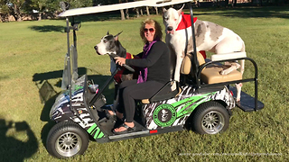 Super Hero Great Danes Go For A Zombie Golf Cart Ride