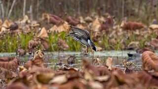 Ducks at Bittern Marsh, Sony A1/Sony Alpha1, 4k