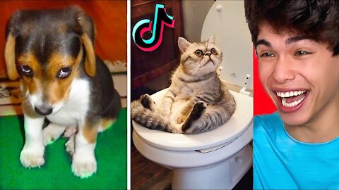 Funny Pets Try Not To Laugh To These Pets Compilation Part 1