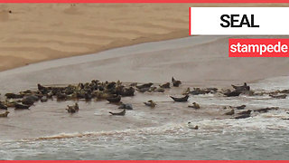 This shocking footage shows a stampede of seal