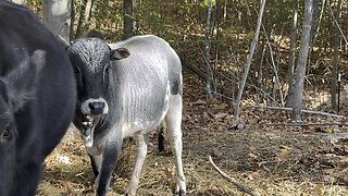 Young Zebu Bull 🐂 #cattle #bull #farm #homestead Chamberlin Family Farms “Naturally Good”