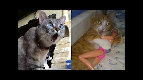 Baby Cats | Cute And Funny Cat Videos Compilation #78 | Cute Cats Land