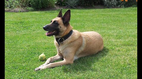 Belgian Malinois | Dog Training