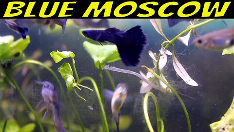 Blue Moscow Aquarium: Enchanting Nighttime Guppy Spectacle