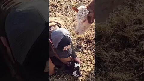 Just another reason why you ALWAYS carry a knife. #cattle #farm #farmlife #abscess #pimplepopper