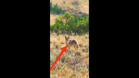 Hunting Coyotes #shorts #dogs #animals #hunter #078