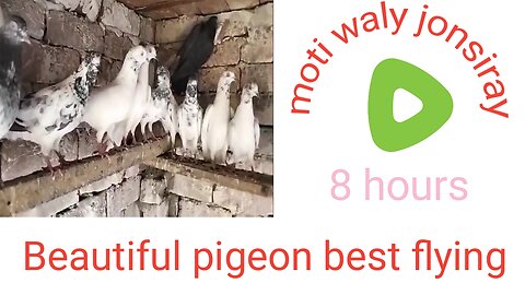 Breeder pigeon moti waly best flying