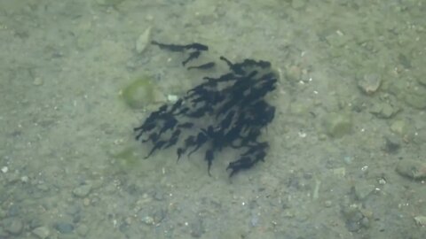 Flock of black tadpoles swimming in a gray green muddy shallow pond