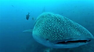 Gigantic whale shark casually swims up to inspect scuba diver