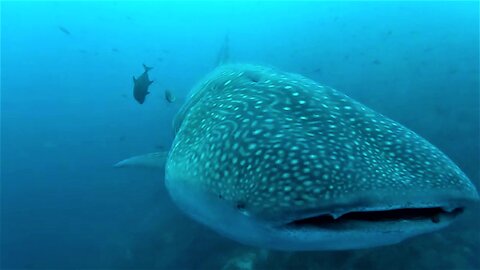 Gigantic whale shark casually swims up to inspect scuba diver