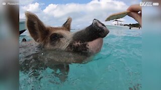 Des cochons accueillent les touristes sur cette plage des Bahamas