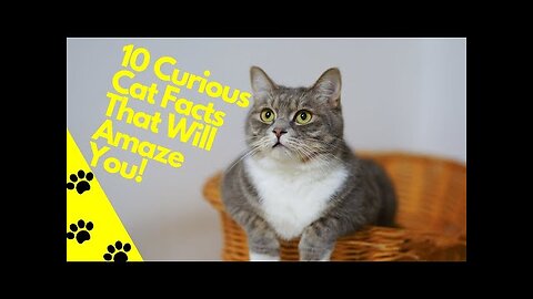 10 Curious Cat Facts That Will Amaze You!