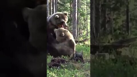 Bear Vs Bear in the Wild Scary and Powerful Grizzly bear vs Grizzly bear #shorts #bears #wild