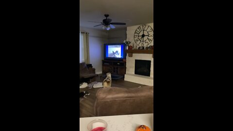 Doggy tv