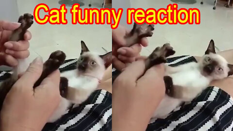 Cat funny reaction when I touch it