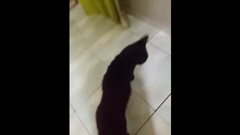 meet my black cat😎🐱‍👤😃