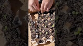 From Start to Finish Escarole in Raised Beds