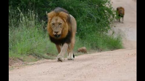 Tourists experience tense encounter with lions during safari