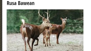 RUSA BAWEAN