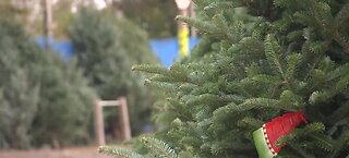 Cost of Christmas trees going up