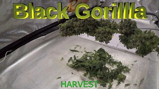 Black Gorilla (Gorilla Glue #4/Bright Berry X) - Seed to Harvest TIME-LAPSE (EP5)