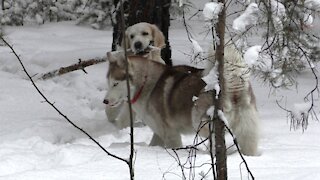 Husky and golden retriever in the winter forest