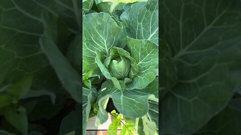 Beginner Gardener Cabbage is growing
