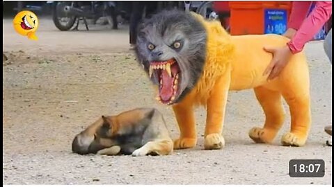 Dog funny video and fake lion funny video #rumble