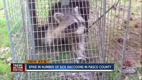 Officials warn pet owners of sick raccoon outbreak in Pasco County