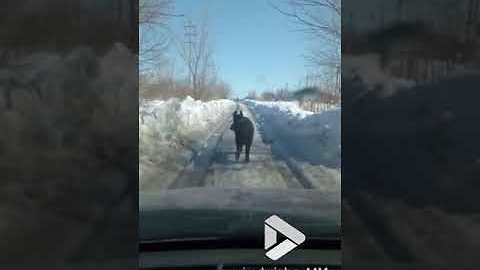 Wild boar encounter on snowy track || Viral Video UK