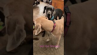 Copy that! #shorts #dogs #love #shortsvideo #dog #kids #doglover #goodmorning #gentlegiant #happy