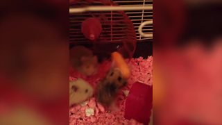 "Funny Hamsters Fight Over Carrot"