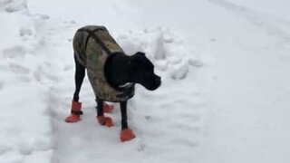 Dog hilariously walks on snow with shoes on