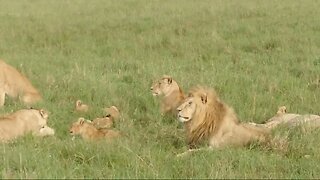 Rongai Lion Pride | Live from Lalashe Maasai Mara