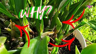 Why Orchid Leaves Wont Open | How to AVOID Pinched Leaves #ninjaorchids