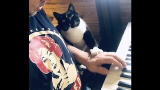 Kitten grabs hand from synthesizer and pulls it to his neck for loving