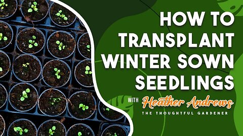 How to Transplant Winter Sown Seedlings with Heather Andrews