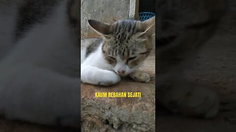 kaum rebahan #pecintakucing #animalslovers #shortsanimals