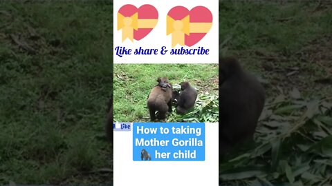 How to taking Mother gorilla her child #shorts #youtubeshorts