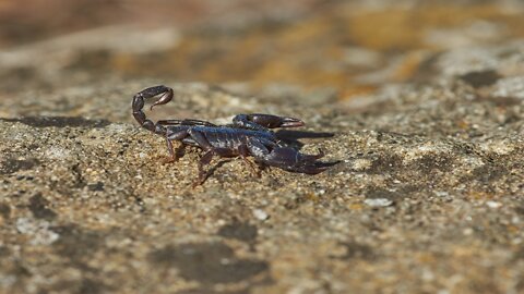 Centipedes vs scorpions | Centipedes vs scorpions scene | Centipedes vs scorpions Video