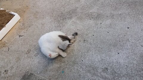 A lovely white cat that is grooming. Cutie(58day old cat - part2)