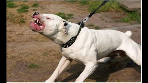 German Shepherd Attacks fight Pitbull ||OFF LEASH DOG PARK