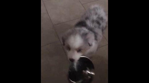 Smart puppy finds a brilliant way to show she is thirsty