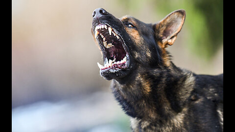 How to train dog to become aggressive#i8